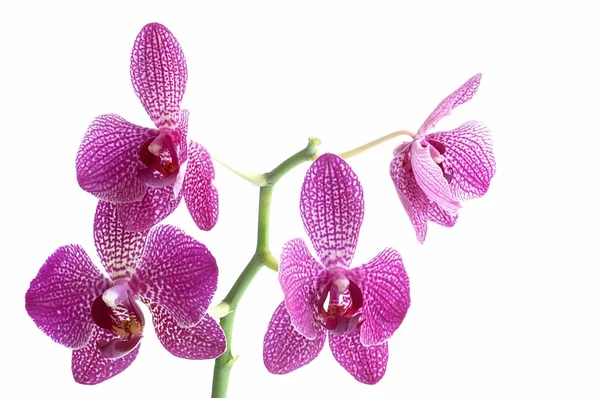 Orchidées de fleurs sur fond blanc — Photo