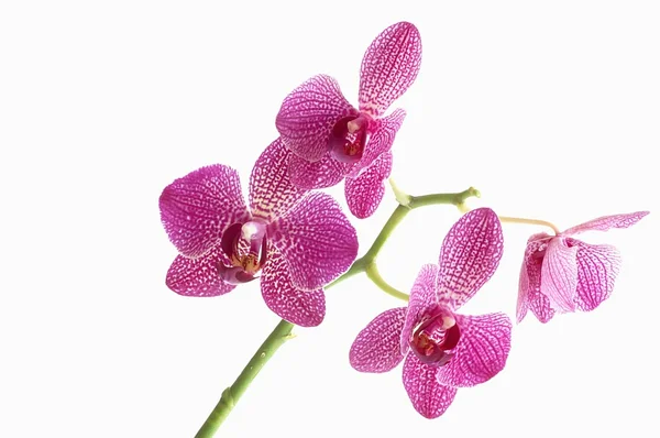 Orchidées de fleurs sur fond blanc — Photo