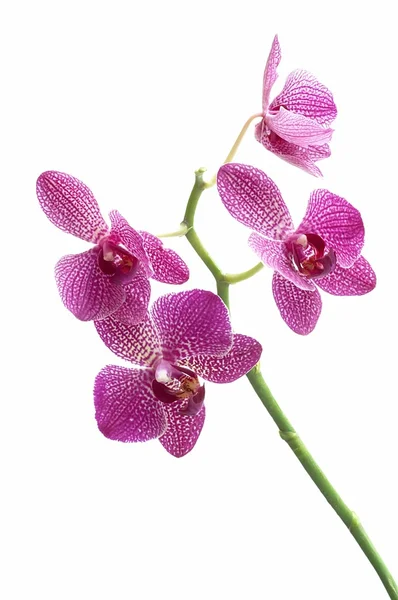 Orquídeas de flores en suelo blanco — Foto de Stock