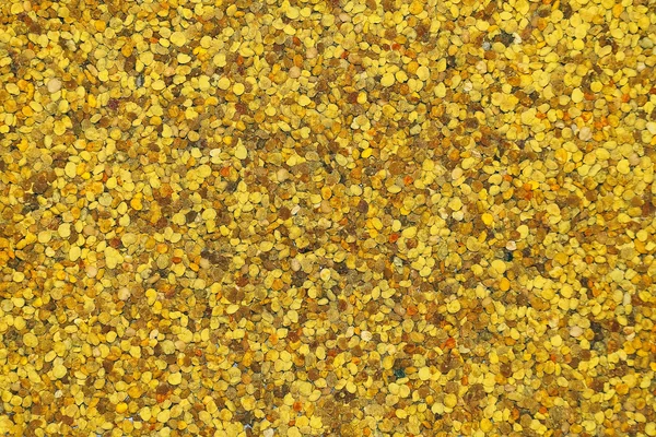 Pollenbelastung — Stockfoto