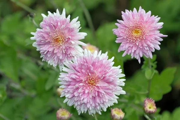 stock image Autumn flowers