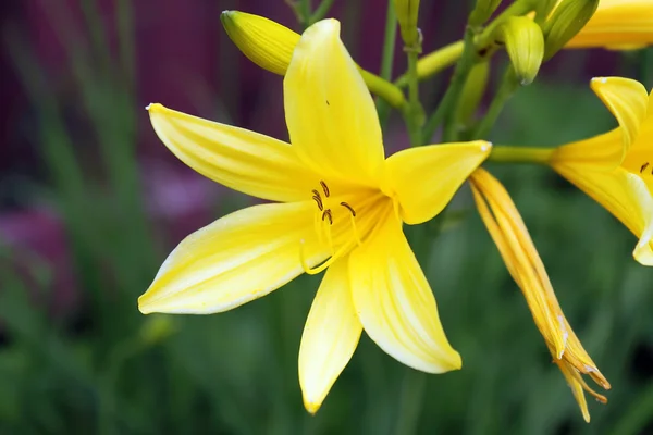 stock image Lemon Lily