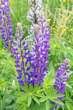 Lupine