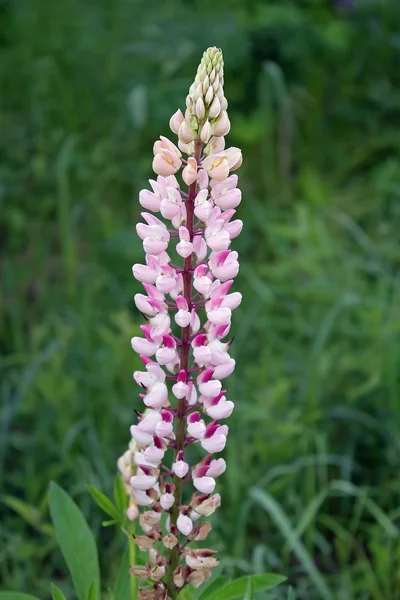 Lupine