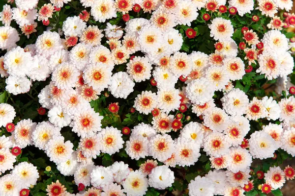 Crisantemos —  Fotos de Stock
