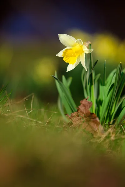 Nature background with yelow Narcissus — Stock Photo, Image