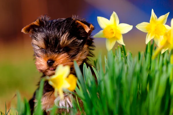 Nature background with little dog — Stock Photo, Image