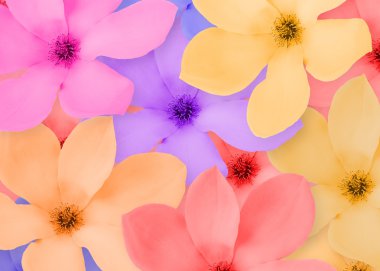 Close-up frame of a beautiful flowers on clipart