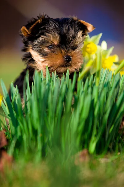 Little dog - Yorkshire Terrier — Stock Photo, Image