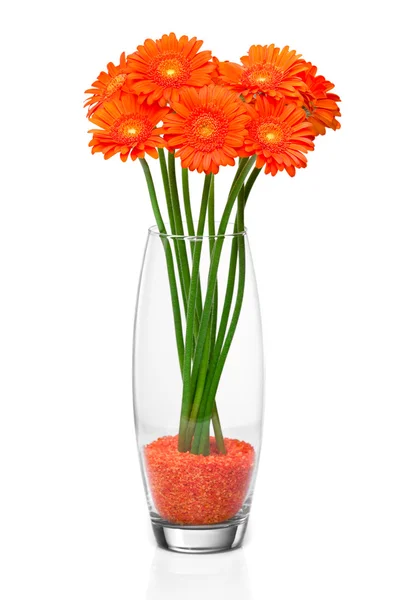 Gerbera narancs virág — Stock Fotó