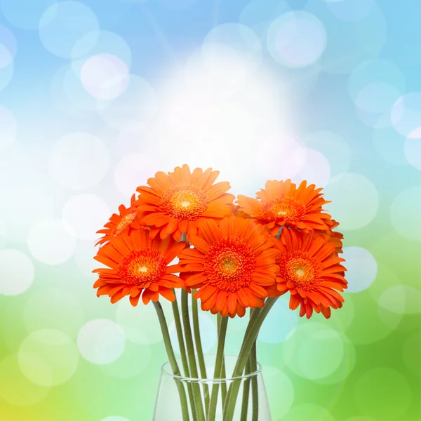 Orange gerbera blomma i vasen — Stockfoto