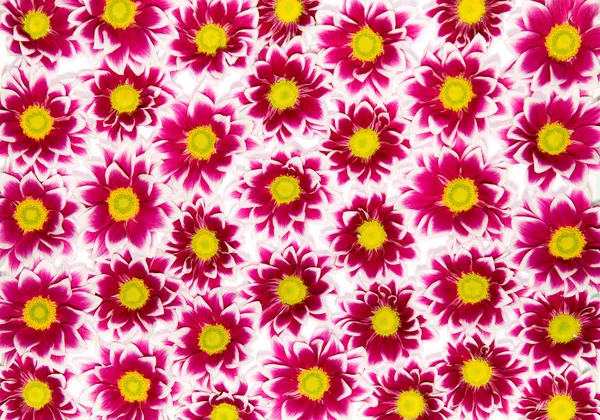 Purpurrote Chrysanthemen — Stockfoto