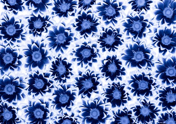 Stock image Blue Chrysanthemums