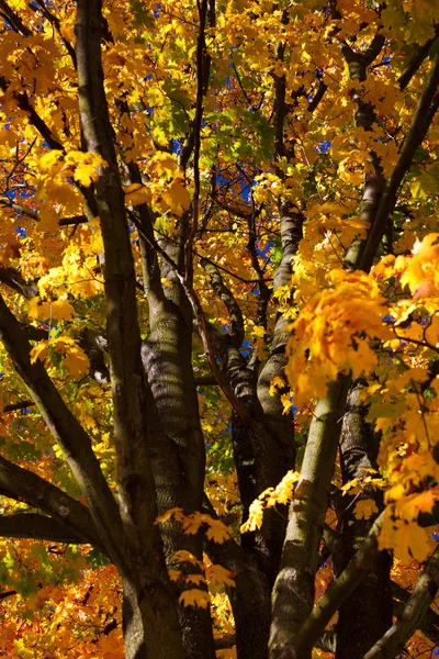 가을 — 스톡 사진