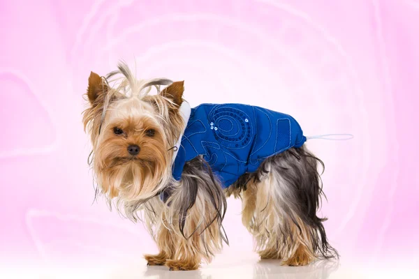 Little dog on pink background - Yorkshire Terrier — Stock Photo, Image