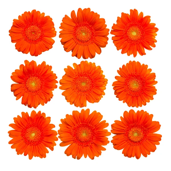 오렌지 gerberas 꽃 — 스톡 사진