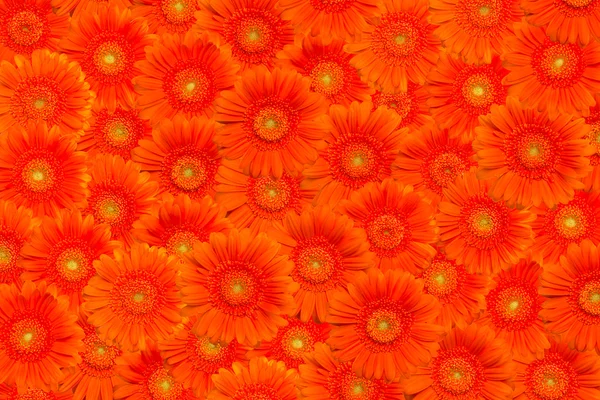 Narancssárga Gerbera — Stock Fotó