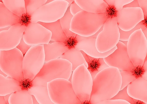 Nahaufnahme Rahmen einer schönen Blume — Stockfoto