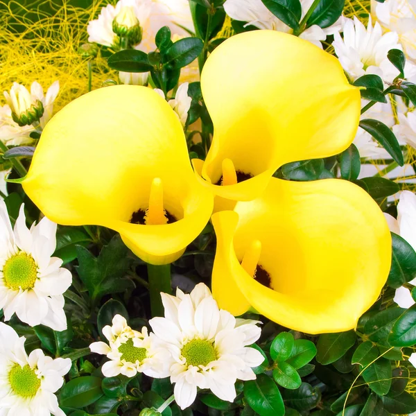 Caliliy amarilla — Foto de Stock