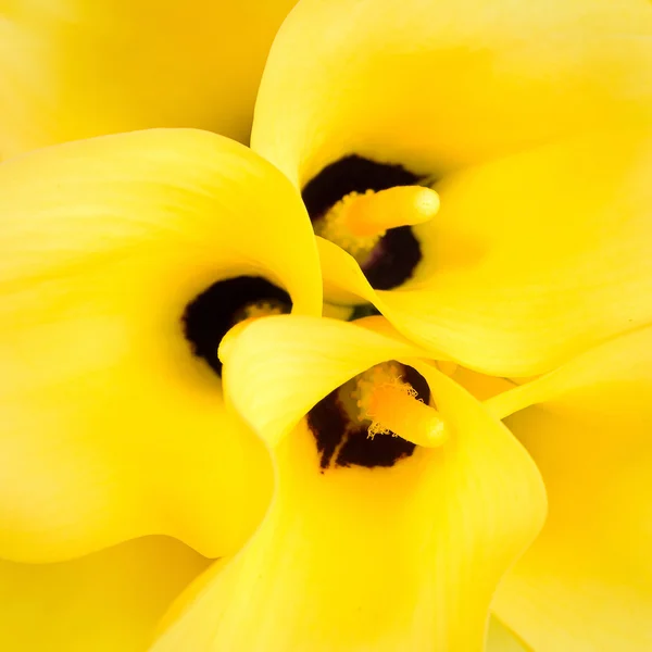 Caliliy żółty — Zdjęcie stockowe