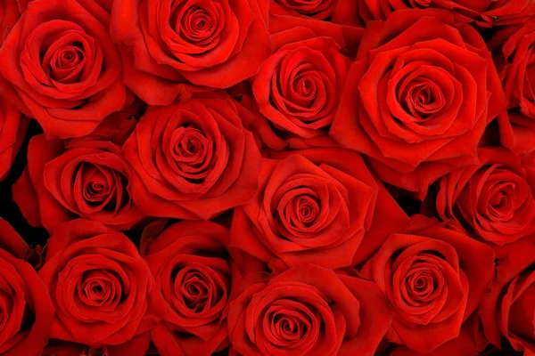 Rode rozen Rechtenvrije Stockafbeeldingen
