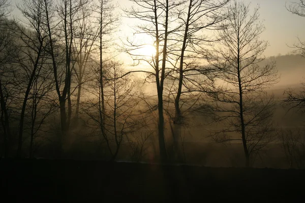 พระอาทิตย์ขึ้นในป่า — ภาพถ่ายสต็อก