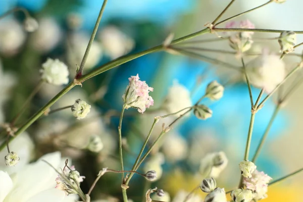 stock image Spring Bloom