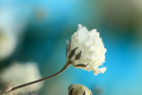 Frühjahrsblüte — Stockfoto
