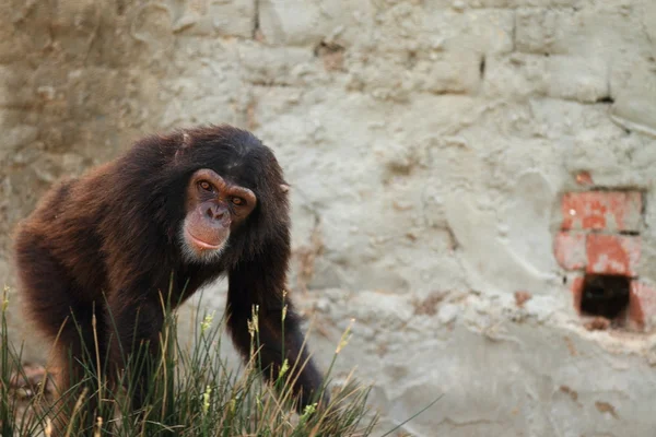 Chimpanzé — Photo
