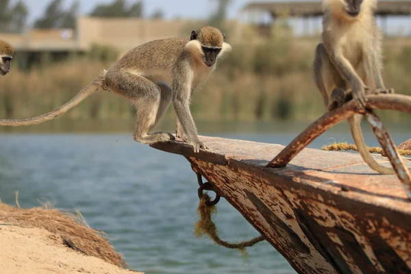 माकडी — स्टॉक फोटो, इमेज