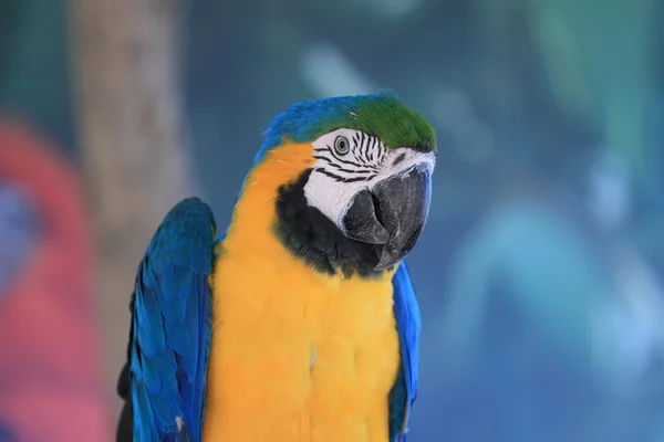 Papoušek — Stock fotografie