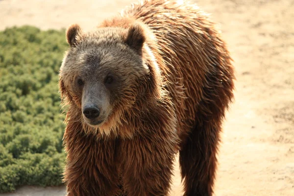 stock image Bear