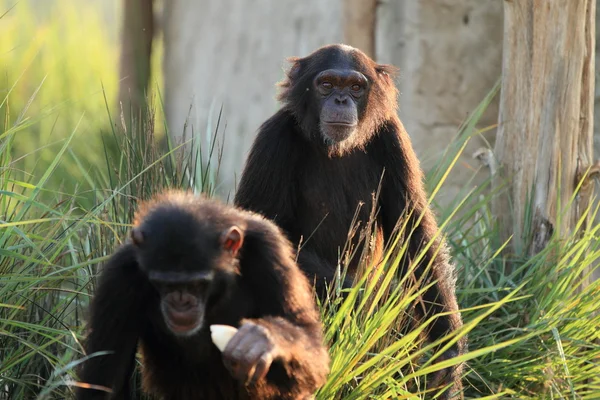 Šimpanz — Stock fotografie