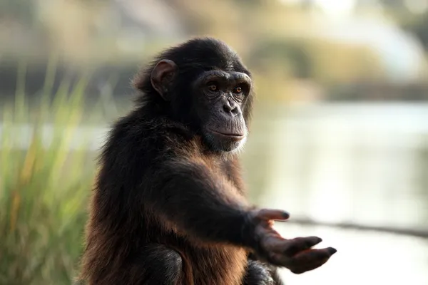 침팬지이 — 스톡 사진