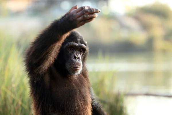 Chimpanzee — Stock Photo, Image