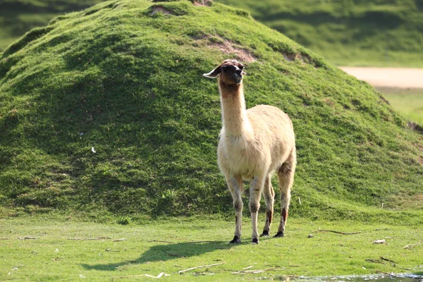 Llama. Imagen De Stock