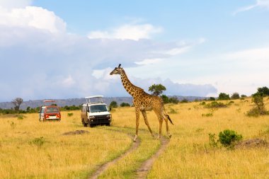 Giraffe crossing the road