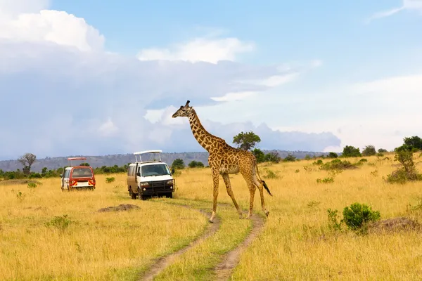 Giraffe überquert die Straße lizenzfreie Stockfotos