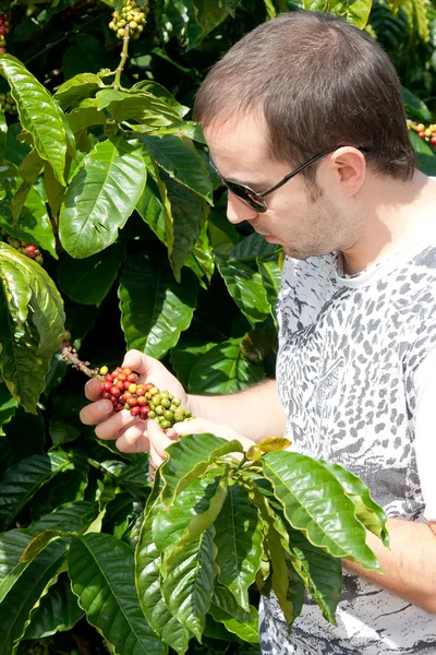 Landwirt untersucht reife Kaffeebohnen — Stockfoto