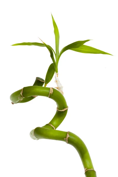Zöld növény — Stock Fotó