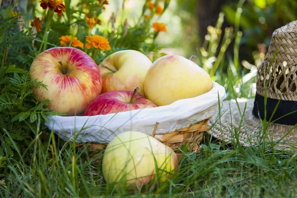 Корзина яблок в поле — стоковое фото