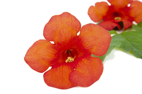 Красный дикий цветок — стоковое фото