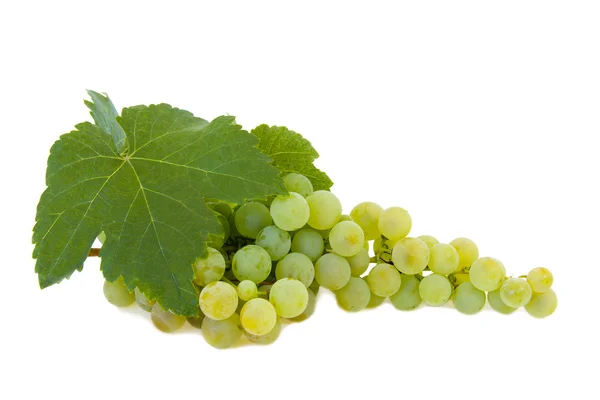 Grappolo d'uva isolato — Foto Stock