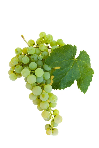 Isolated cluster of grapes — Stock Photo, Image