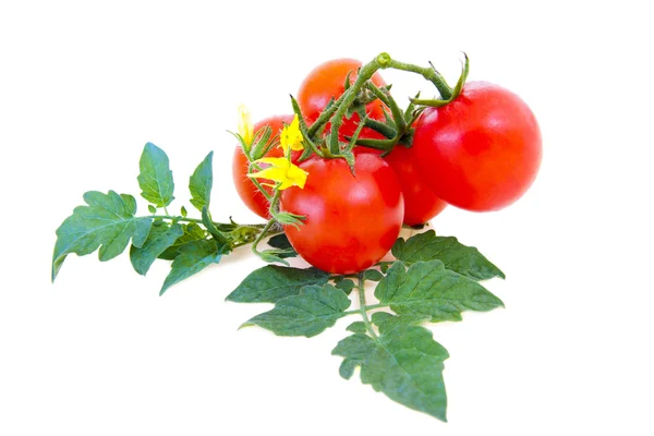 Ripe tomatoes with leaves — Stock Photo, Image