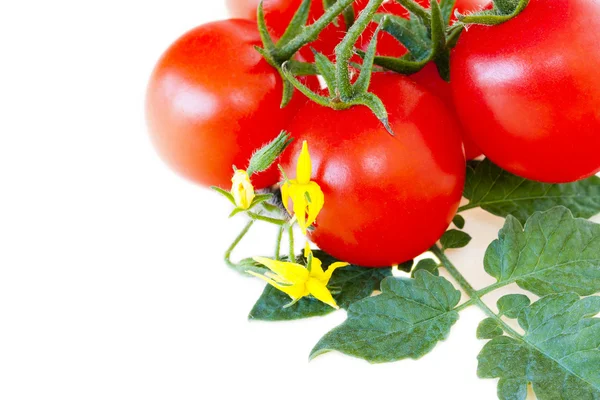 Ripe tomatoes with leaves — Stock Photo, Image