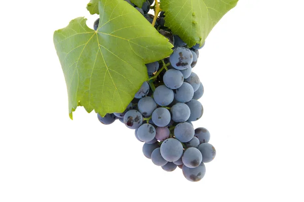 孤立的集群的葡萄 — 图库照片