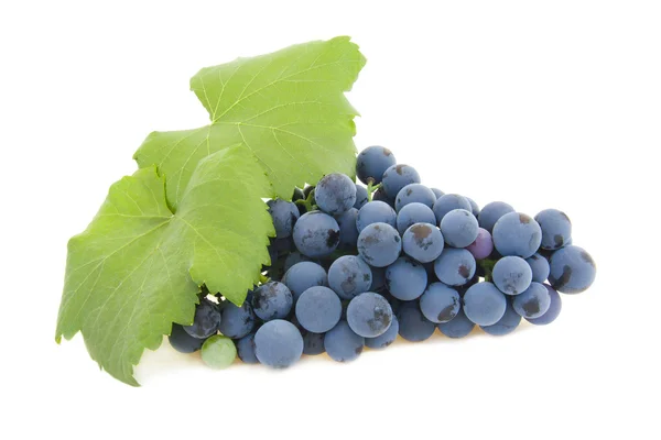 Изолированная гроздь винограда — стоковое фото
