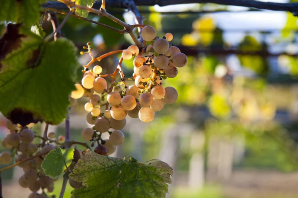 Um bando de uvas na vinha — Fotografia de Stock