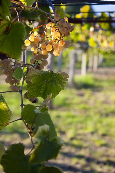 Massa druvor i vingården — Stockfoto